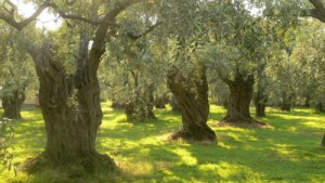 olive wood